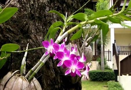 cara menanam anggrek dengan sabut kelapa